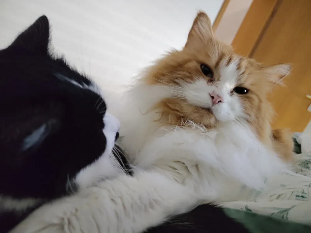 Neo und Athos liegen zusammen im Bett. Neo hat seine Pfote auf Athos Rücken gelegt.