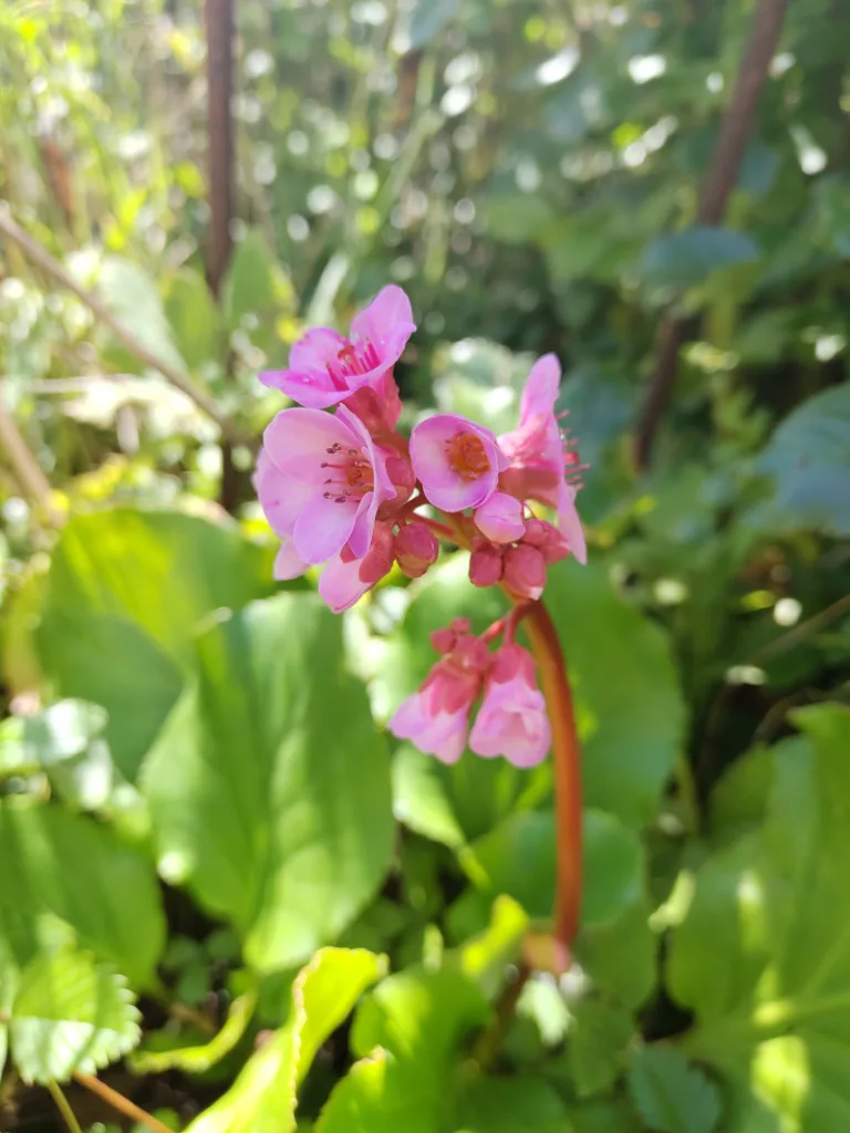 eine rosa blühende Bergenie, die mit ihrem Nektar vor allem Nachtfalter anlockt.