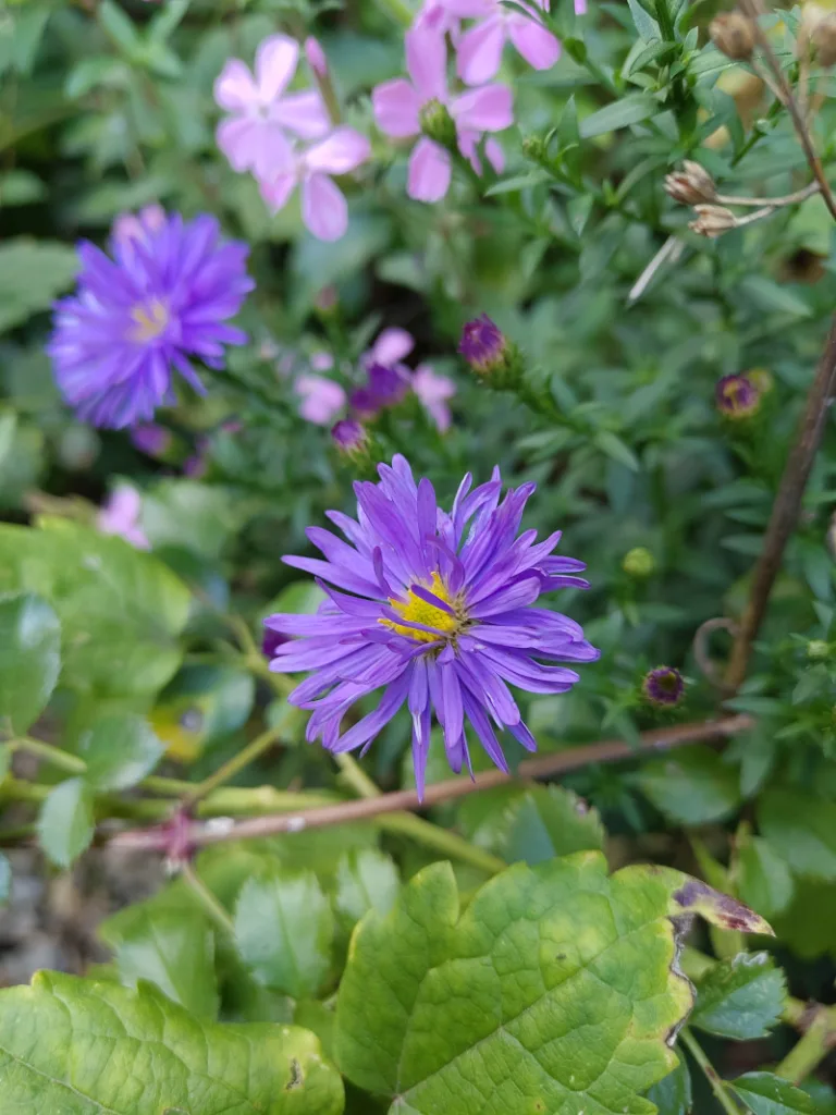lila blühende Herbstastern. Im Hintergrund rosa blühende Seifenblumen