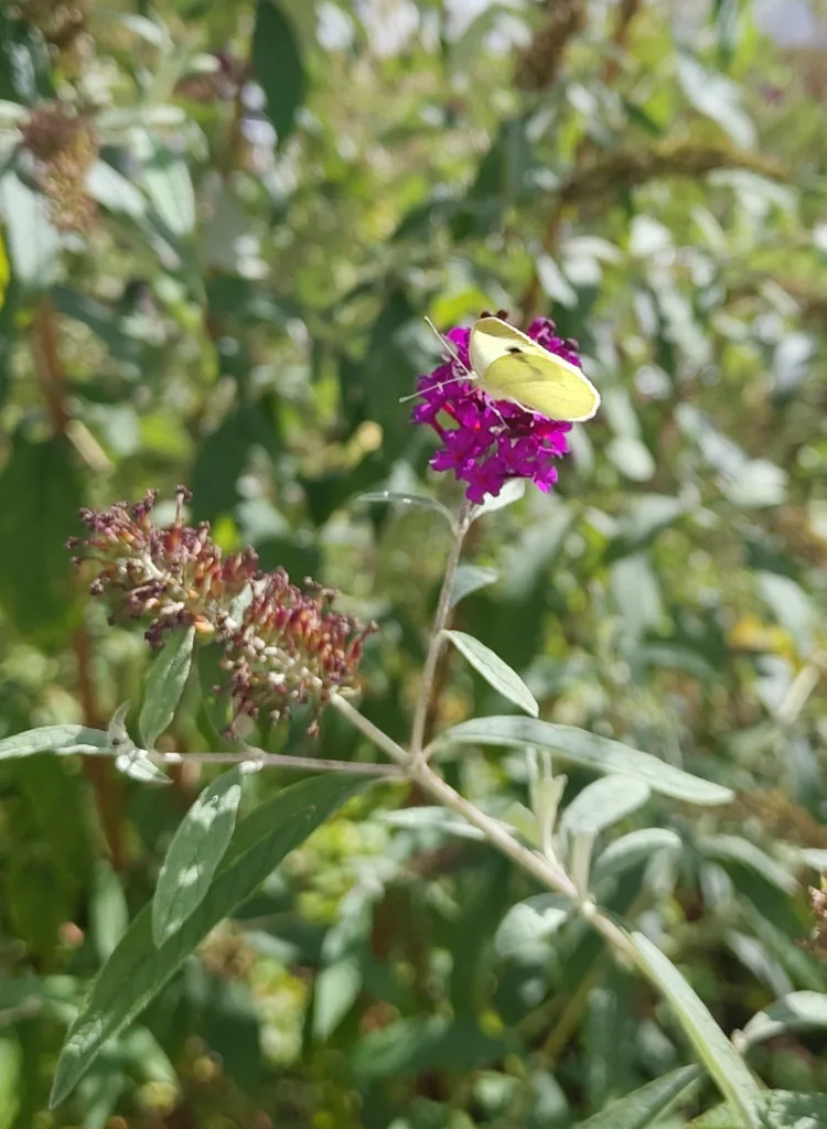 Ein Weißling an einem wild gewachsenen Sommerflieder.