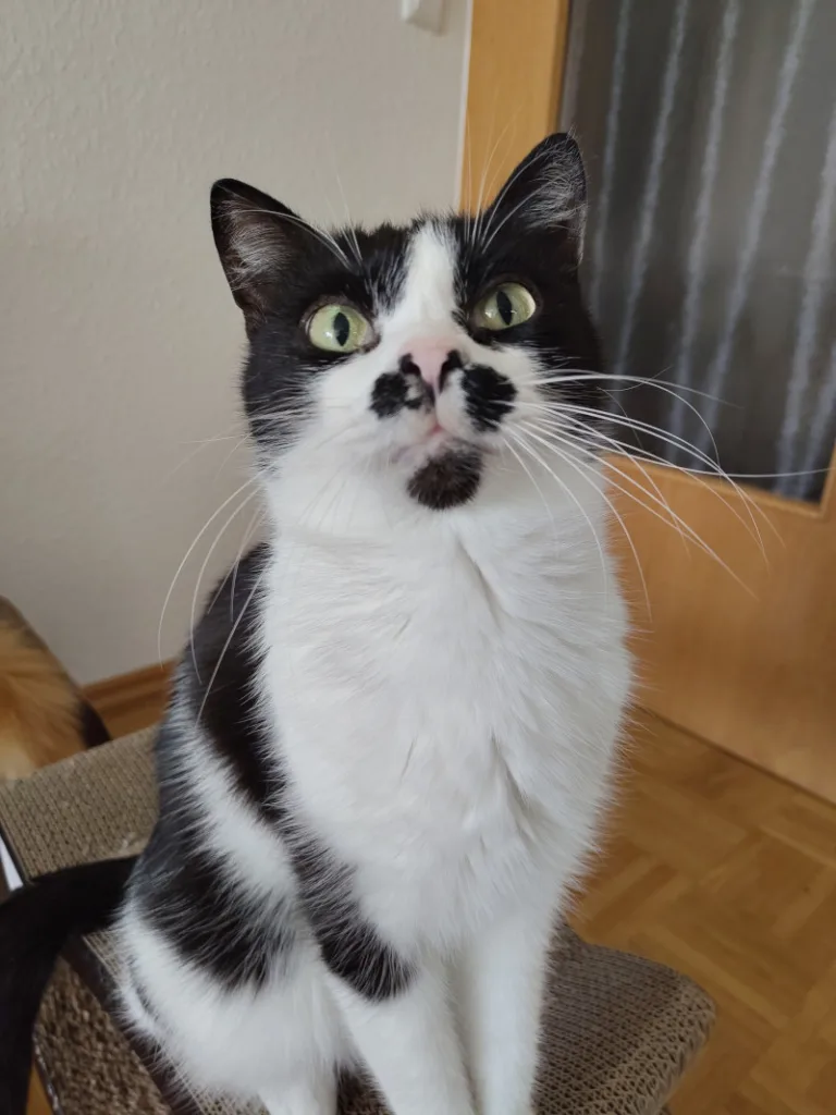 Athos auf einem Kratzmöbel aus Pappe