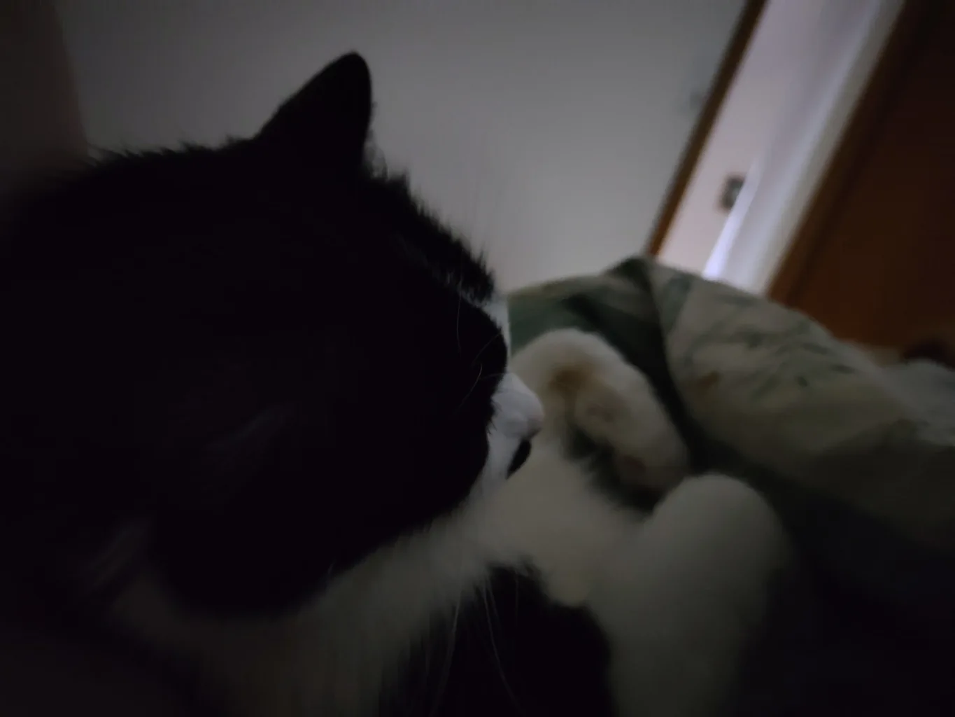 Athos liegt im Bett, halb zugedeckt