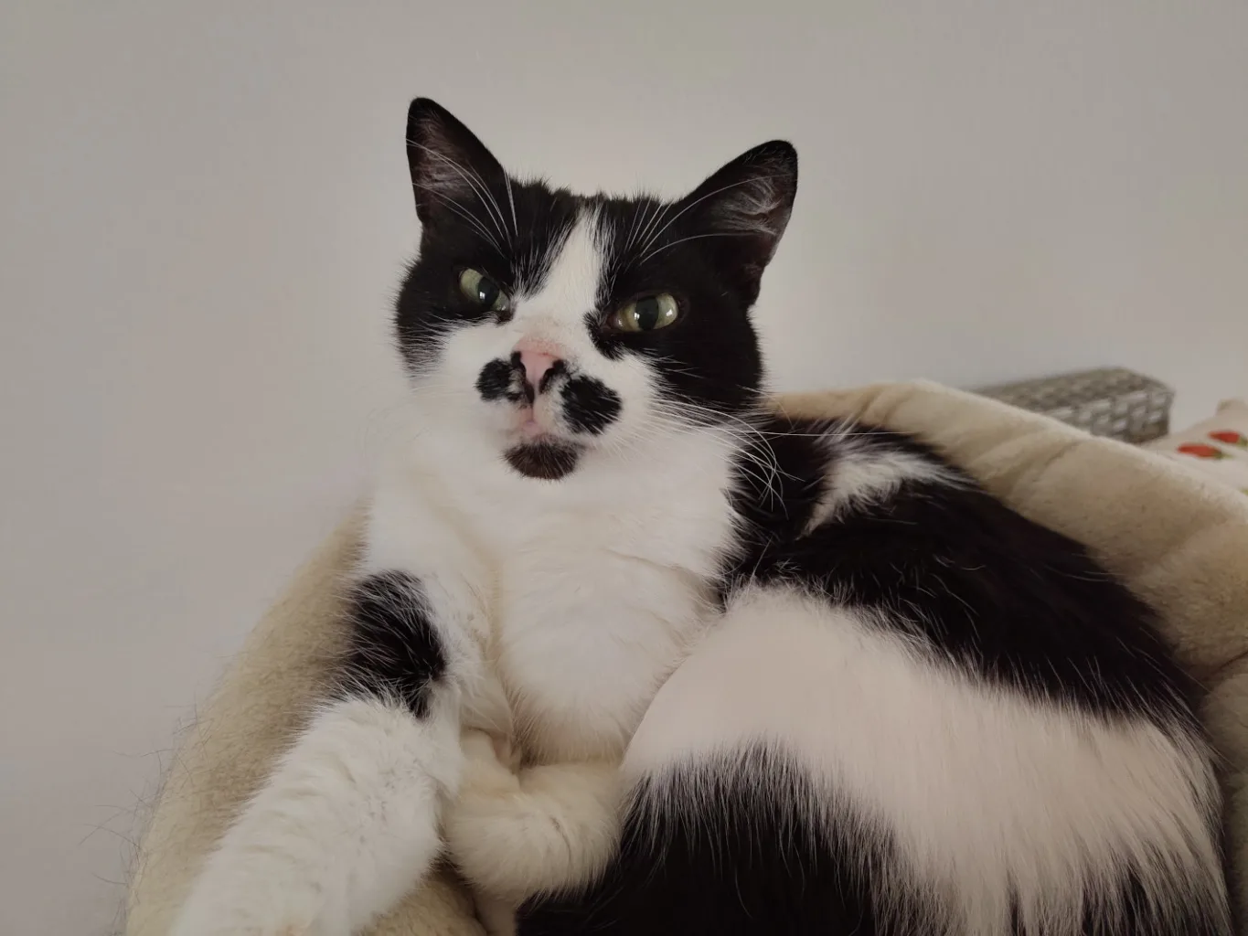 Athos auf dem Kuschelkissen einer Kratztonne in seinem bevorzugten Zimmer