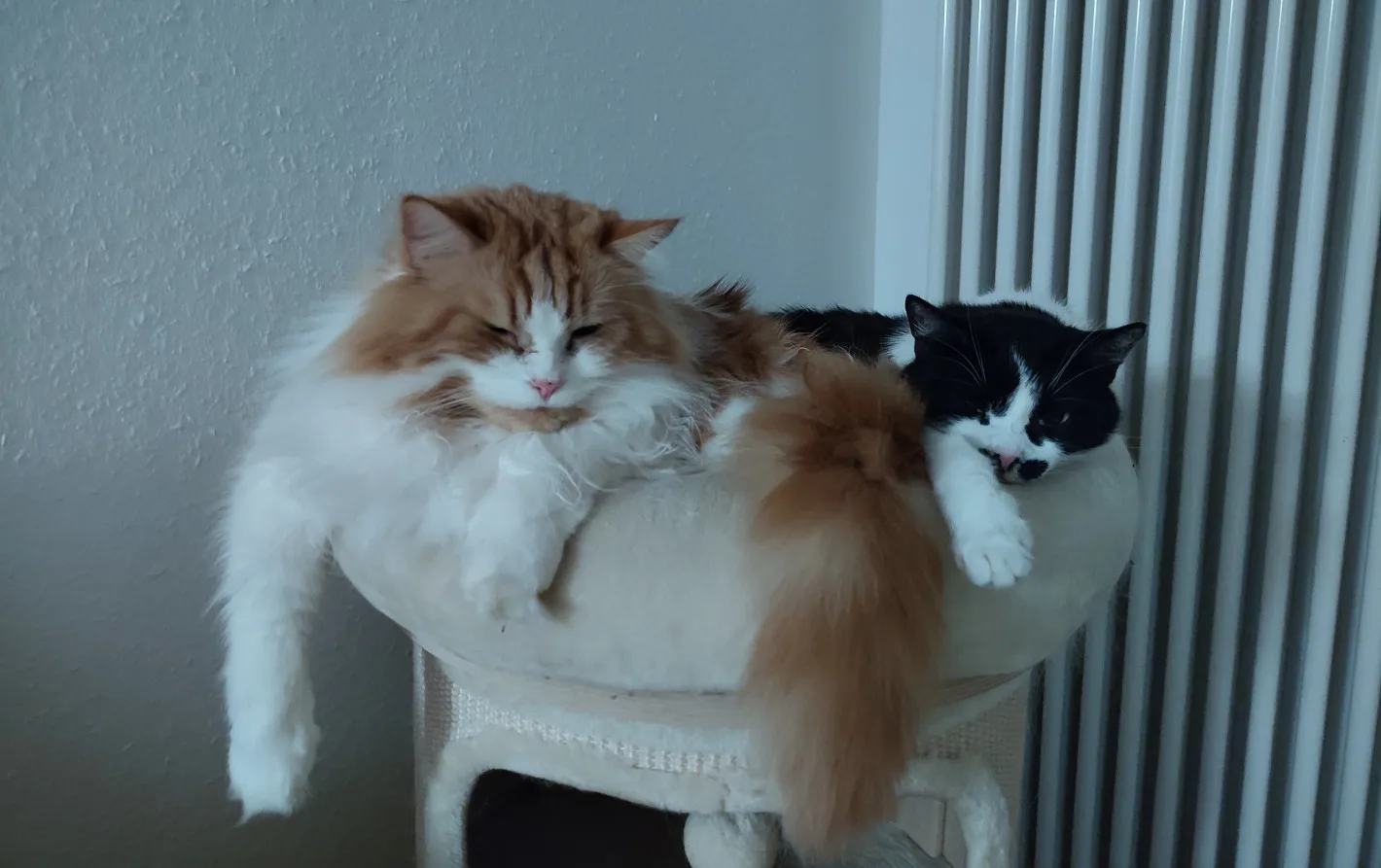 Athos und Neo liegen zusammen in einem Kuschelkissen auf einer Kratztonne. Vielleicht nimmt Neo mehr Platz ein, als das von Athos beabsichtigt war.