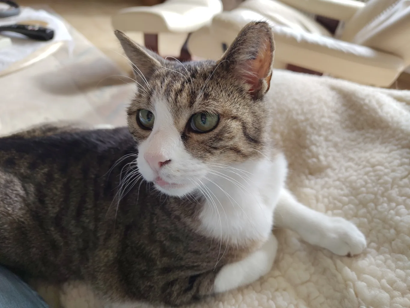 Kater Simba neben mir auf einem Sofa mit weißer Kuscheldecke