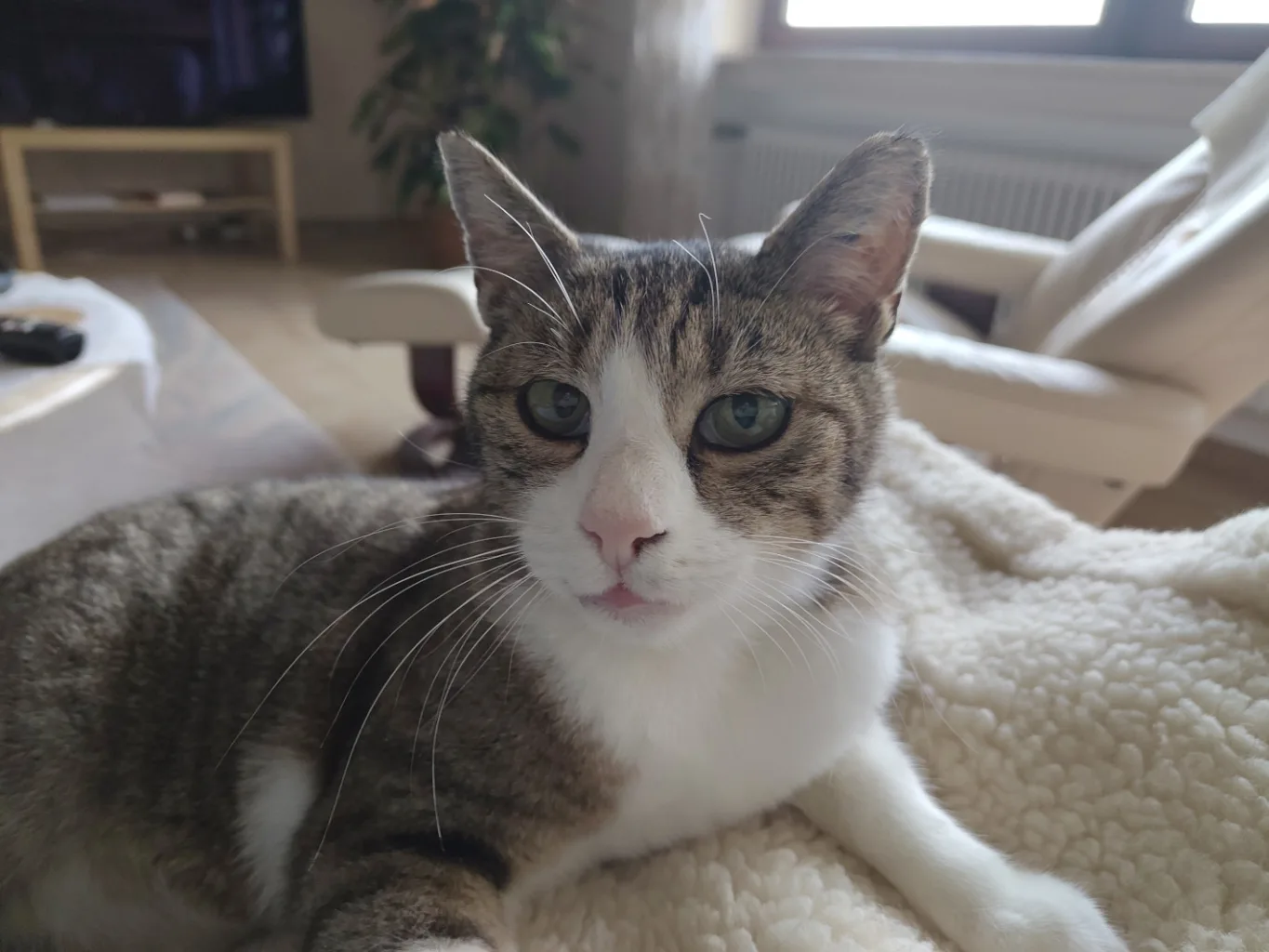 Bonus-Katz Simba auf dem Sofa neben mir