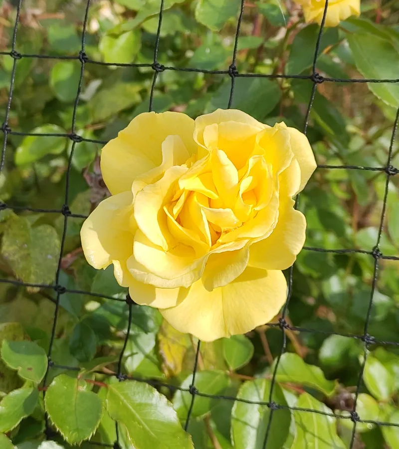 eine gelb blühende Rose der Sorte Westart