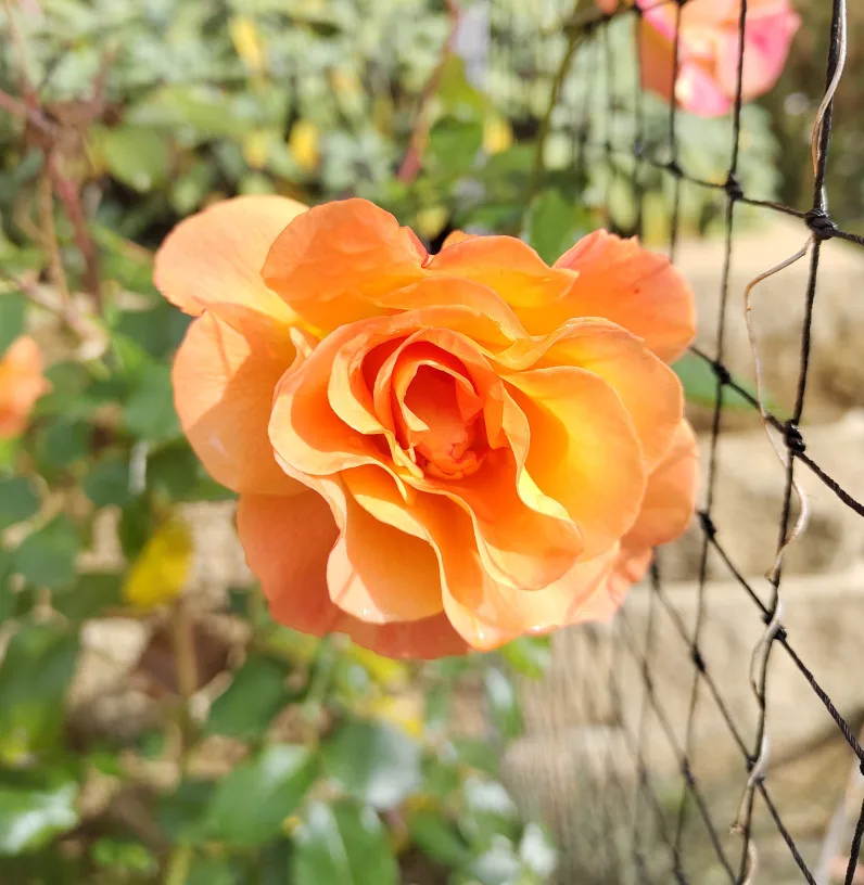 eine orangen blühende Rose der Sorte Westzeit